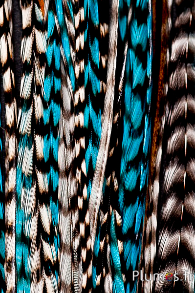 Coq grizzly mèche de 3 plumes - 20-30 cm - turquoise